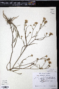Aster tenuifolius image