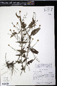 Symphyotrichum drummondii image