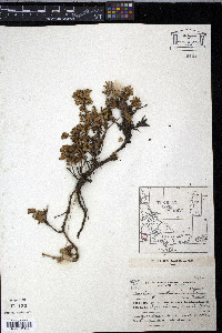 Baccharis magellanica image