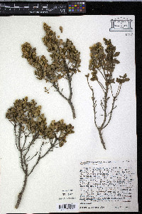 Baccharis pilularis image