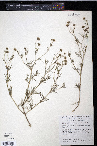 Picradeniopsis multiflora image