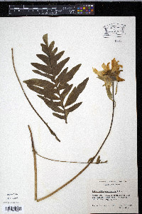 Balsamorhiza macrophylla image
