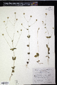 Barroetea sessilifolia image