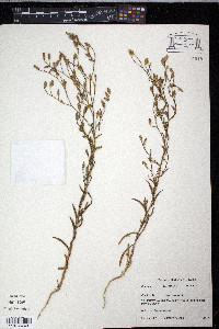 Benitoa occidentalis image