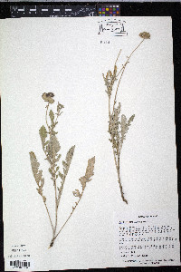 Berlandiera lyrata image