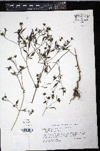 Bidens discoidea image