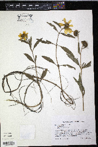 Bidens laevis image