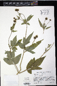 Bidens pilosa image