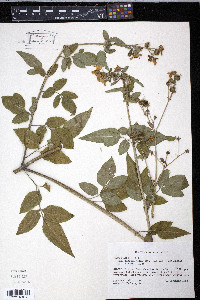 Bidens alba var. radiata image