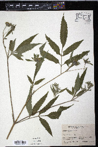 Bidens vulgata image