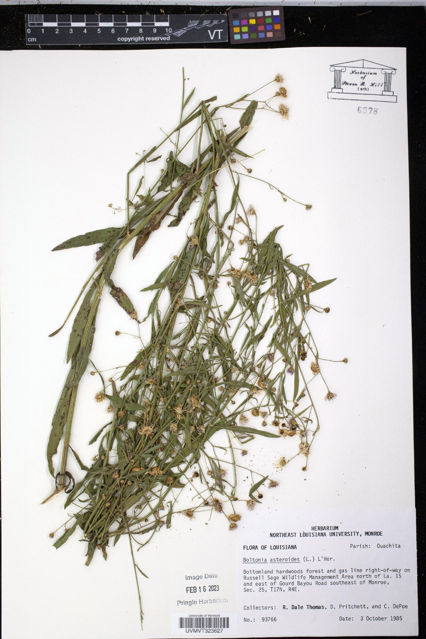 Boltonia latisquama image