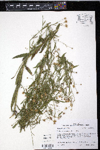 Boltonia latisquama var. recognita image