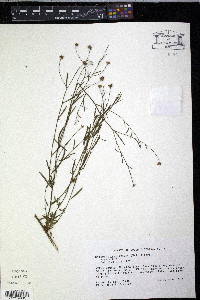 Boltonia caroliniana image