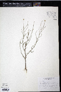 Boltonia diffusa image