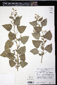 Brickelliastrum fendleri image