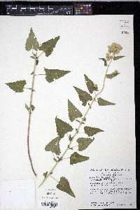 Brickellia floribunda image