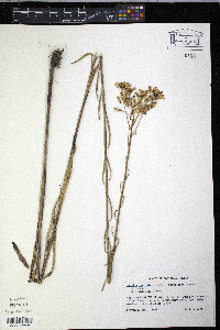 Arnoglossum ovatum image