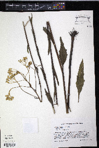 Arnoglossum ovatum image