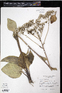 Arnoglossum plantagineum image