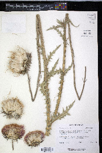 Carduus nutans image