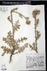 Carduus tenuiflorus image