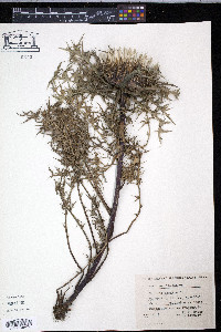 Carlina acaulis image