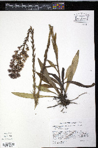 Carphephorus paniculatus image