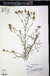 Centaurea stoebe var. micranthos image