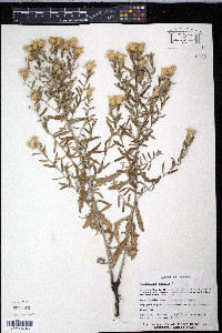 Acroptilon repens image