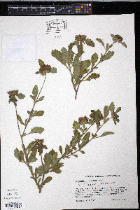 Centratherum punctatum image