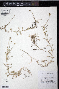 Chamaemelum nobile image