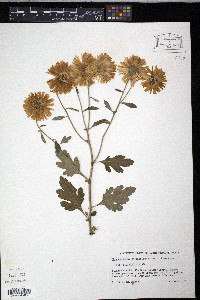 Chrysanthemum x morifolium image