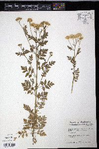 Chrysanthemum parthenium image