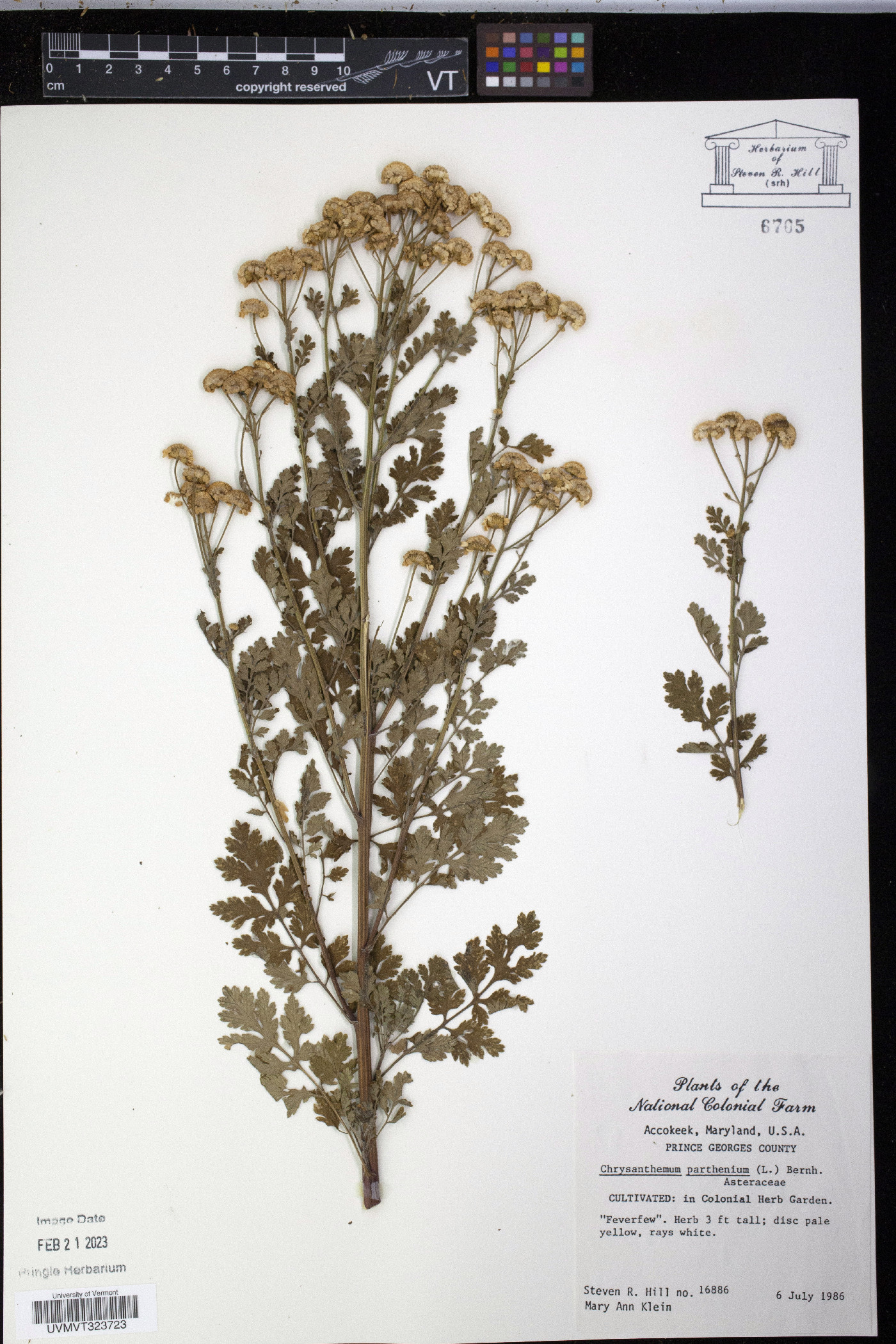 Chrysanthemum parthenium image
