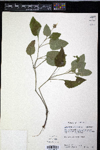 Chrysogonum virginianum image