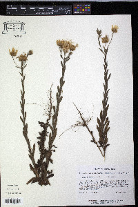 Bradburia pilosa image