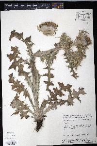 Cirsium horridulum image