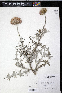 Cirsium texanum image