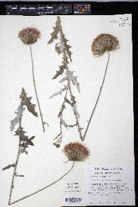 Cirsium texanum image