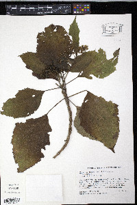Clibadium erosum image