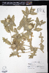 Centaurea benedicta image