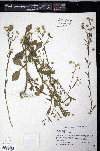 Conyza apurensis image