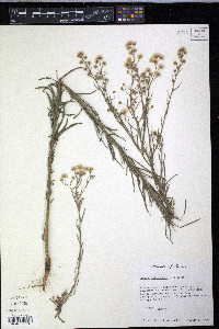 Conyza bonariensis image