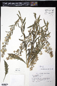 Conyza bonariensis image