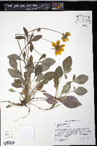 Coreopsis auriculata image