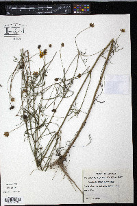 Coreopsis grandiflora image
