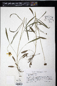 Coreopsis lanceolata image