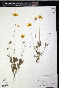 Coreopsis nuecensis image