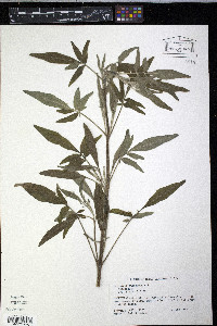 Coreopsis pubescens image