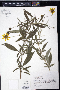 Coreopsis pubescens image